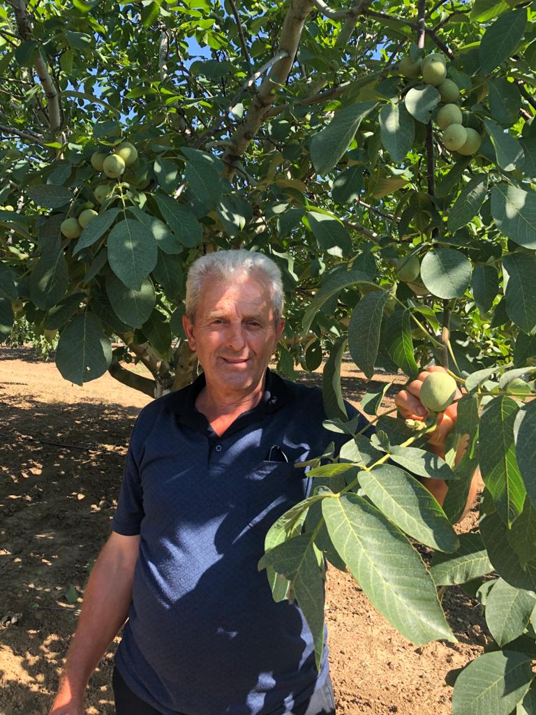 Söküm Sonrası Kök Budaması ve Tasnif