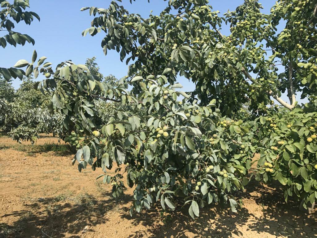 Fidanlıkta Aşılı Fidan Gelişimi